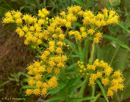 {Solidago riddellii}